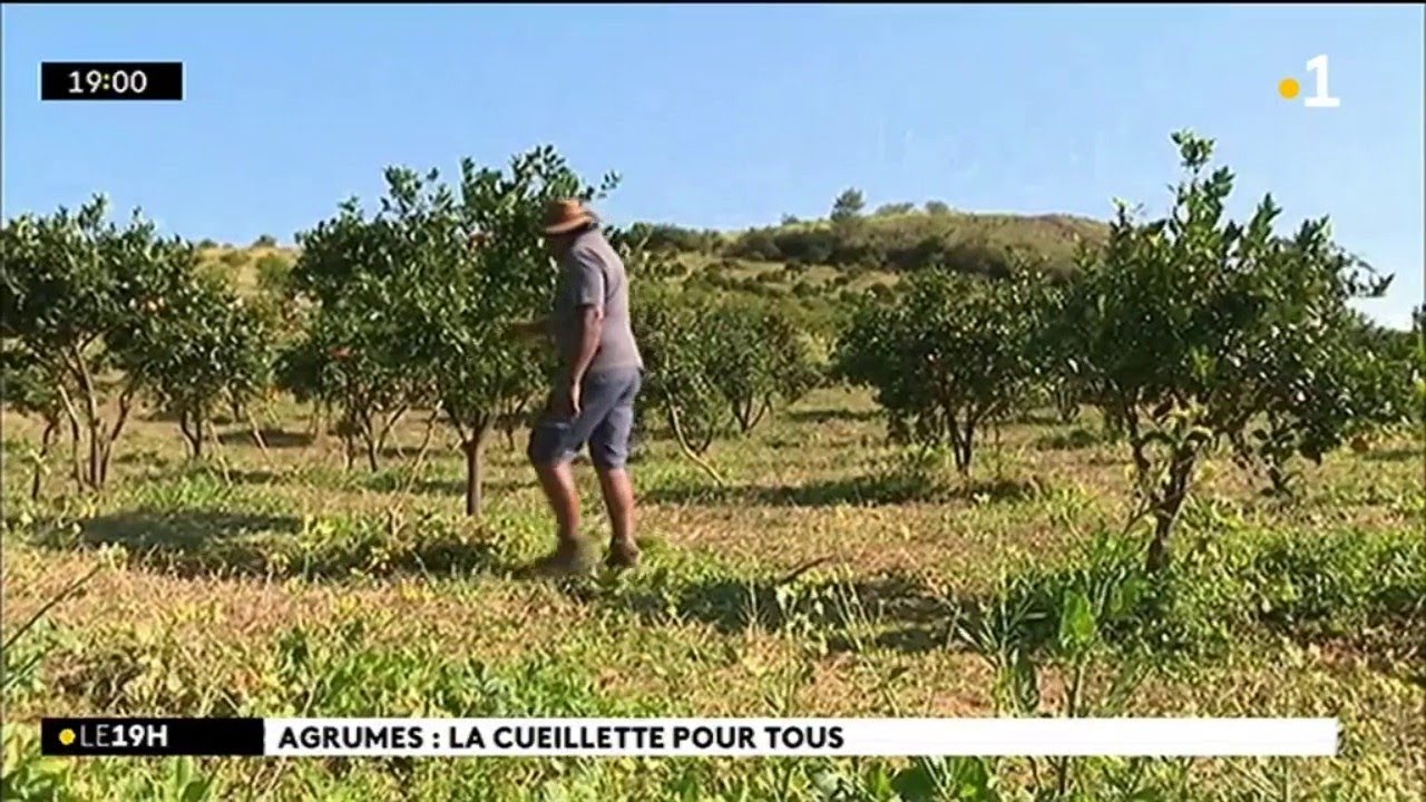 Agrumes : la cueillette pour tous