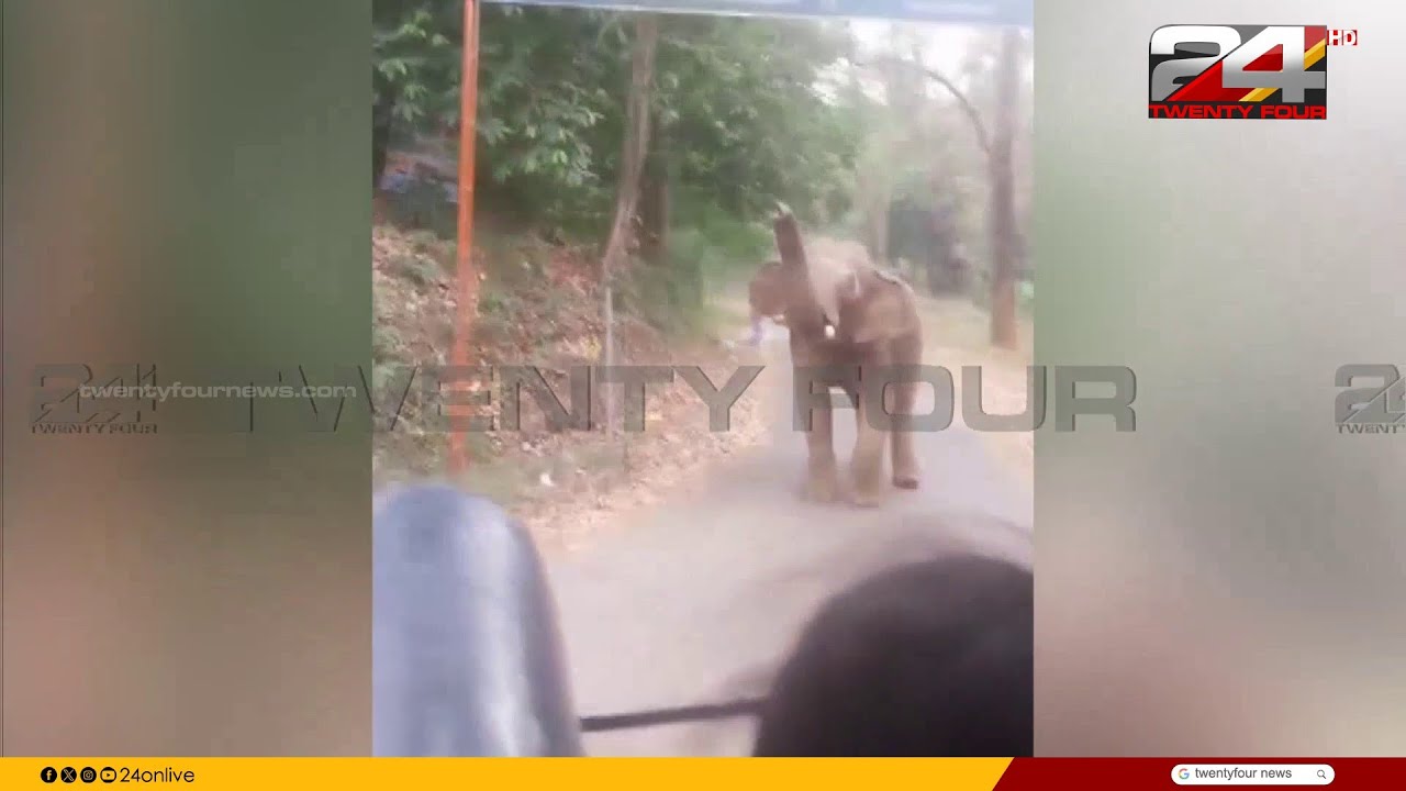 നേര്യമംഗലം ദേശീയ പാതയോരത്ത് വാഹനങ്ങൾ തടഞ്ഞ് കാട്ടാന, ദൃശ്യങ്ങൾ | Neriamangalam