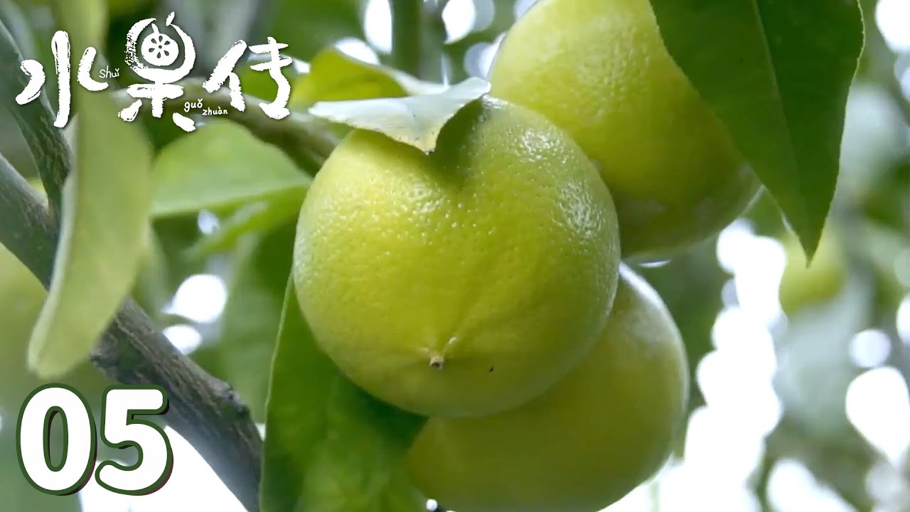 【水果传】第5集：灵感&mdash;&mdash;水果不只是美味，还是艺术的载体 | Legend of Fruit | 腾讯视频 - 纪录片