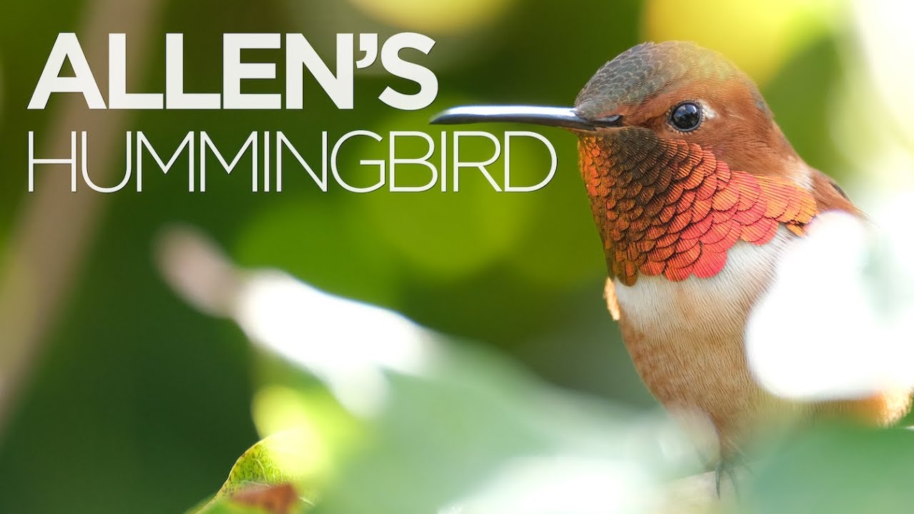 Wildlife Feature | Allen's Hummingbird