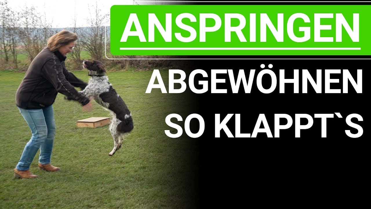 🐕🐶 Wie du deinem Hund das Anspringen abgew&ouml;hnen kannst! ➡️ Praxisvideo 🐕🐶✔️