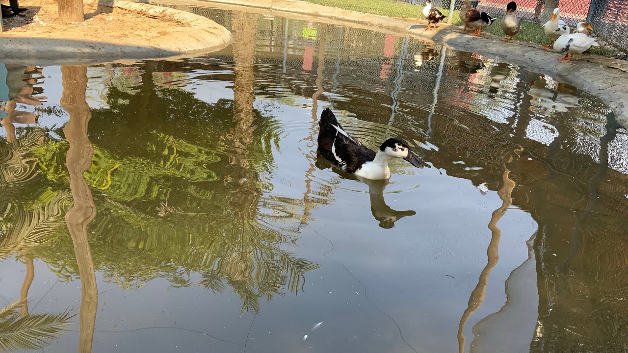 Sharjah 🏜️🕊️🦃🦩🦢🦜Desert Park in Tamil