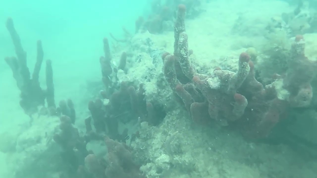 Snorkelling Deep Bay Beach - North 