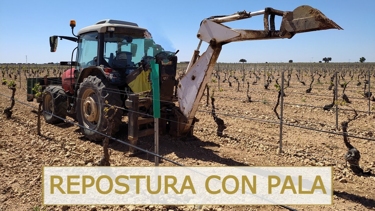 REPONIENDO VIÑA EN ESPALDERA