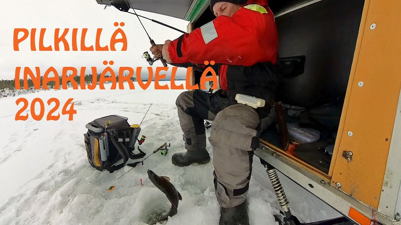 Harripilkillä Inarijärvellä 2024