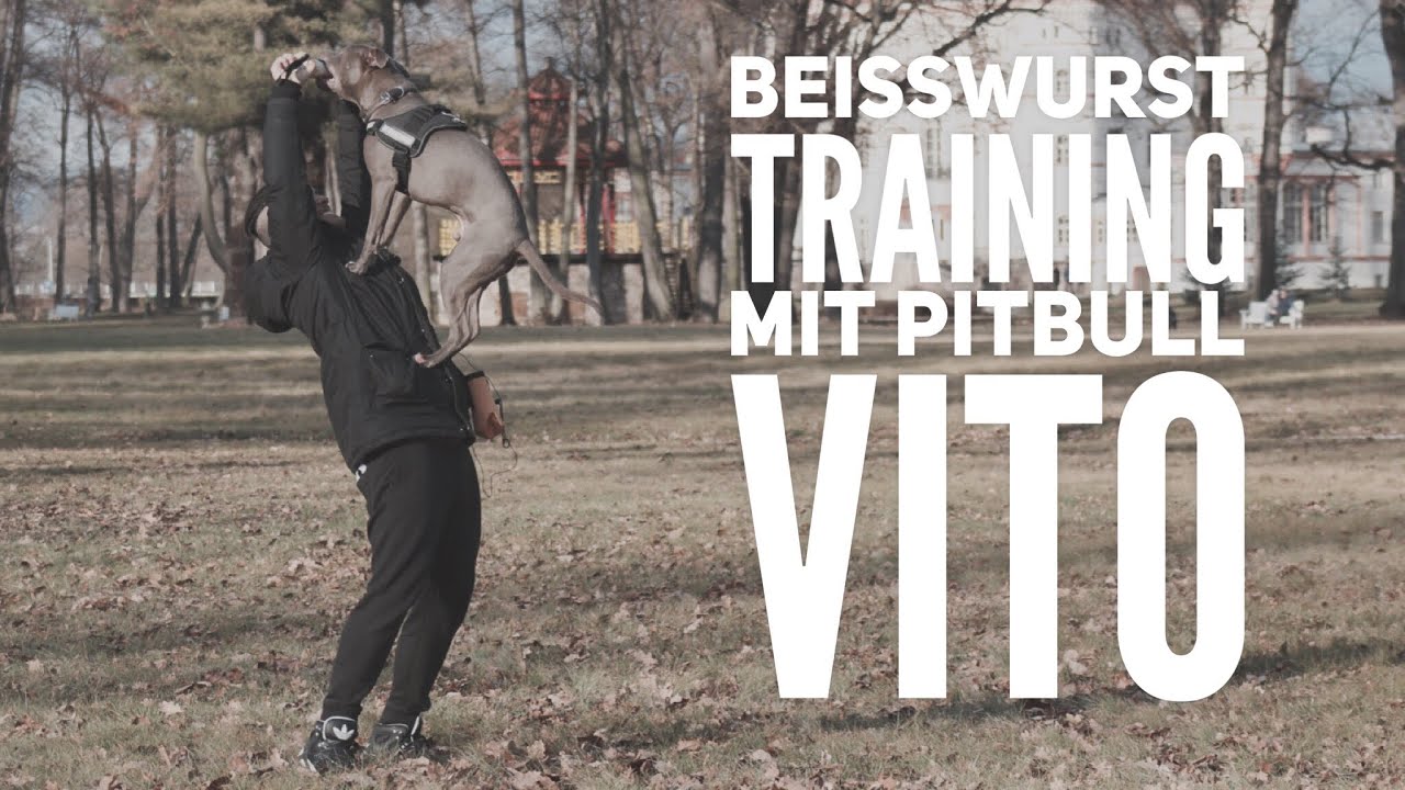 Beisswurst training mit AmStaff Mix Vito - Hundetraining by Vitomalia