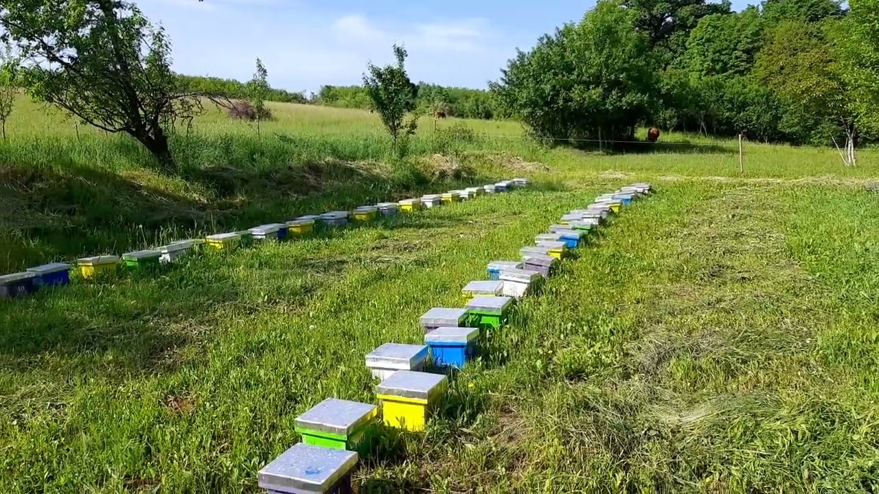 Apicultura in Cluj, combaterea roirii naturale, calitatea reginelor 🐝👑🐝