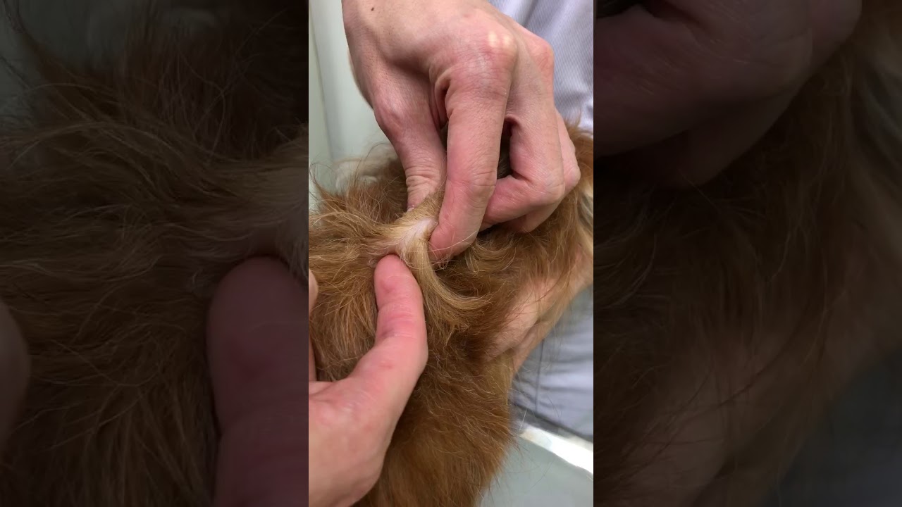犬の点滴の仕方