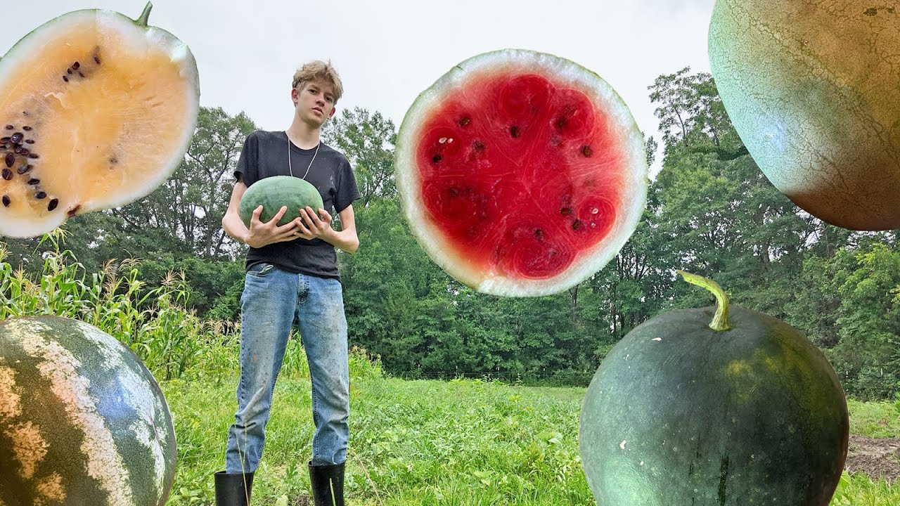 Landrace Gardening in Action (4 Years of Watermelon Crosses - Plus Corn and Pumpkins!)