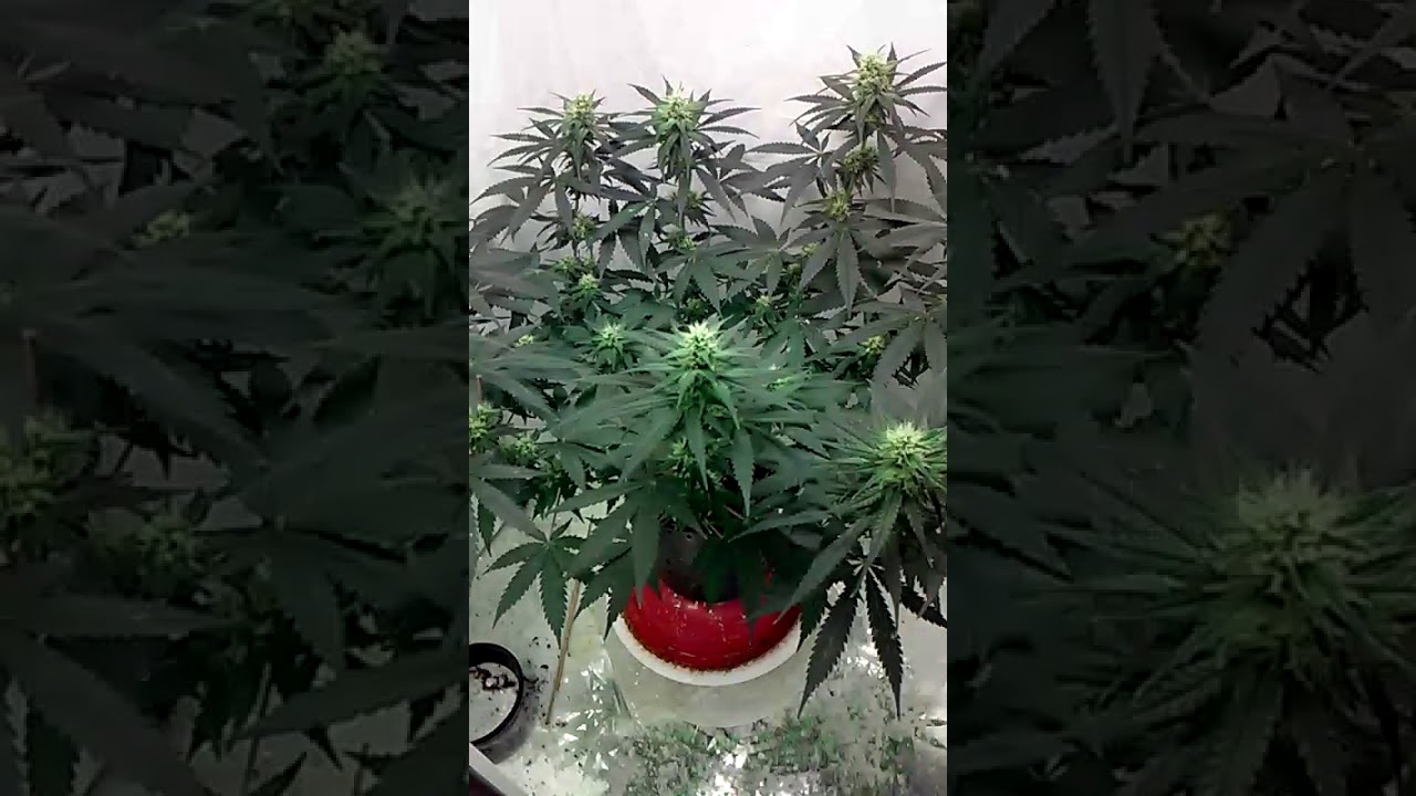 24k grow (kosher tangie)