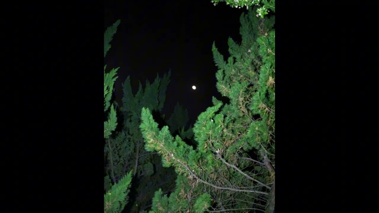 Borderline (In a cold night on a forest)