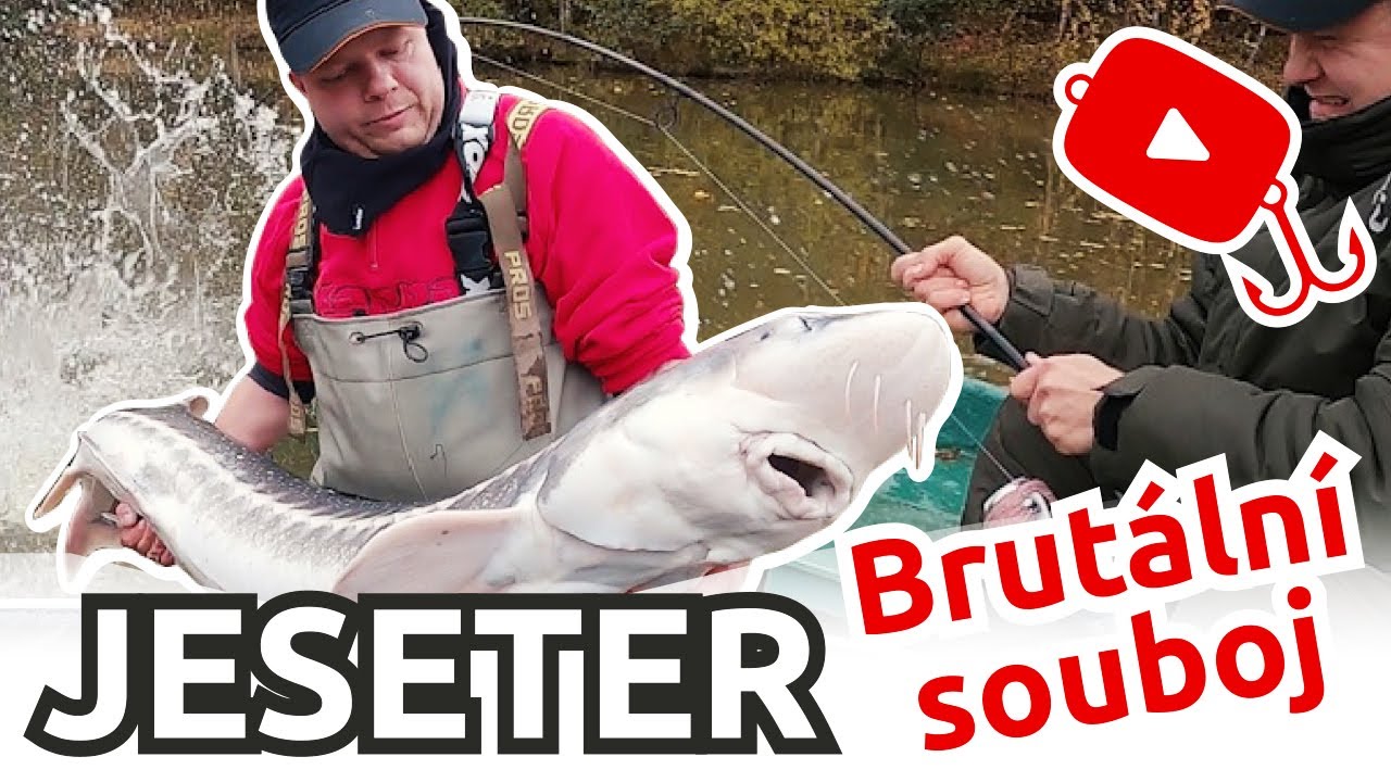 JESETER - Brut&aacute;ln&iacute; souboj | STURGEON FIGHTING HARD