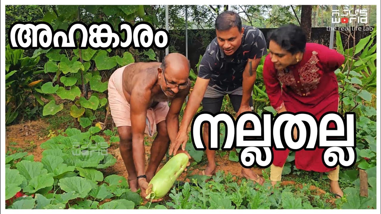 അഹങ്കാരം കൂടിയപ്പോൾ സംഭവിച്ചത് കണ്ടോ../Agriculture tips /Family vlog /day in my life 
