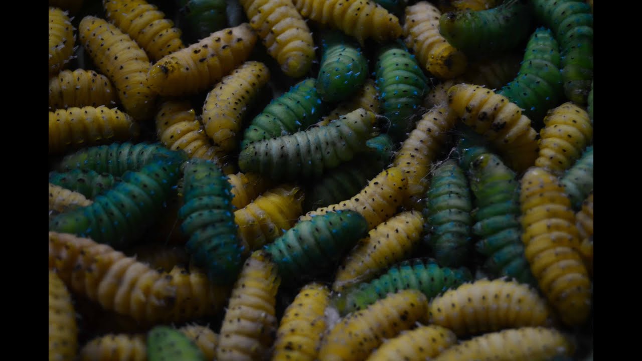 Umden: A Place of Non-Violent Silk