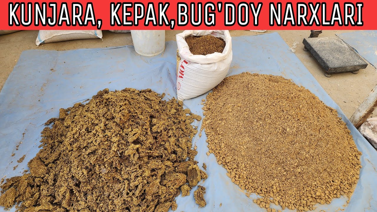 KUNJARA, KEPAK, BUG'DOY, MAKKA NARXLARI. BOG'DOD BOZORI.