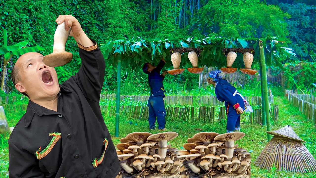 SIMPLE And EFFECTIVE Mushroom Growing At Home – Dwarf Family Shares Their EASY Method