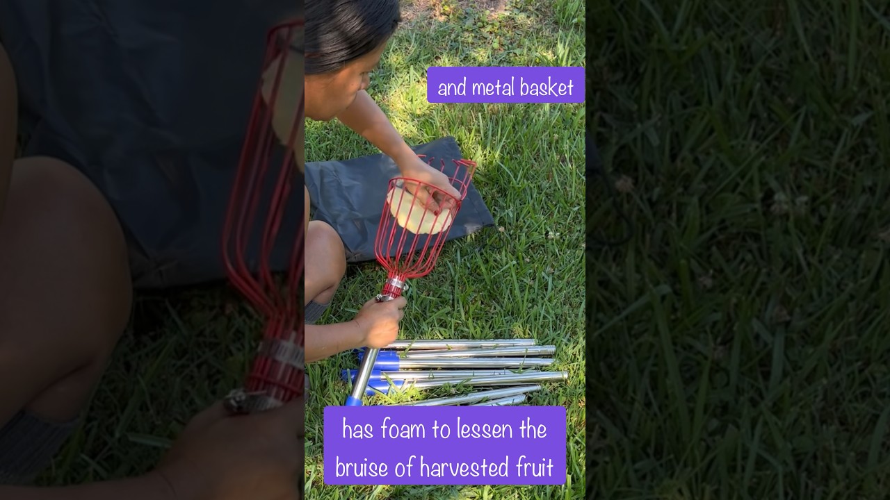 Fruit Picker Pole #amazonfinds #fruitpicker #harvester #viral