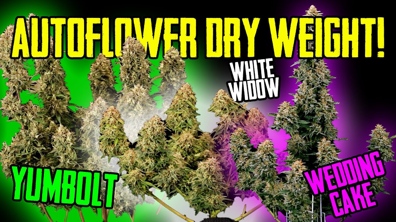 Autoflower Dry Weight 2x4 Results! Yumbolt, Wedding Cake and White Widow!