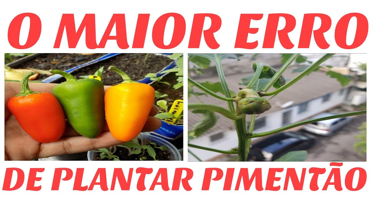 O MAIOR ERRO DE PLANTAR PIMENTAO