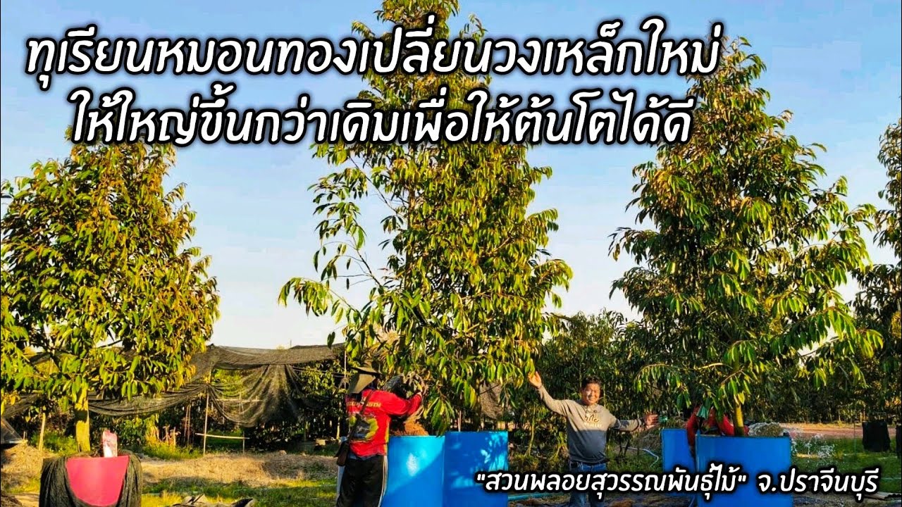 ทุเรียนหมอนทองเปลี่ยนวงปลูกใหม่ให้ใหญ่ขึ้นกว่าเดิมเพื่อให้ต้นทุเรียนโตได้ดี 