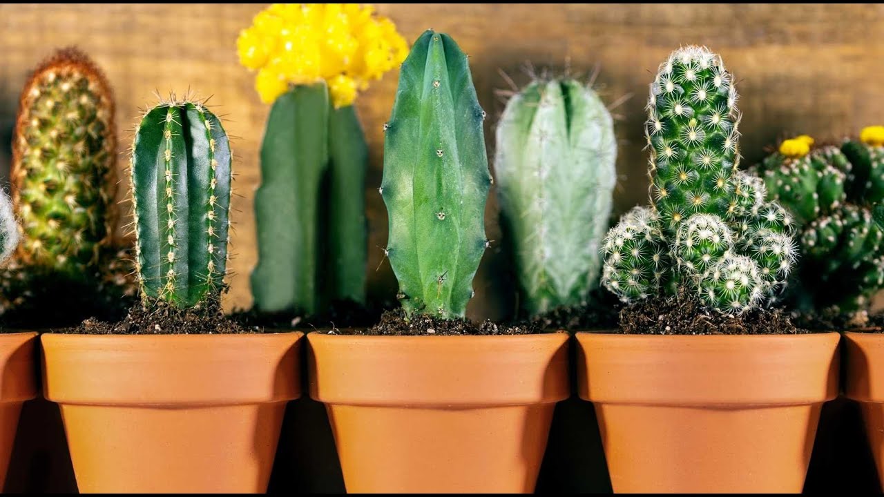 ¡100 Variedades de cactus que te encantará!