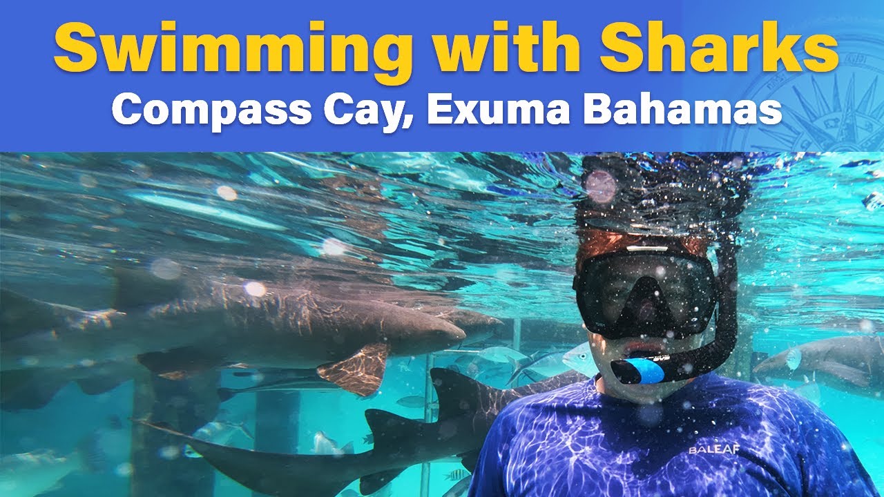 Exuma: Swimming With Sharks at Compass Cay