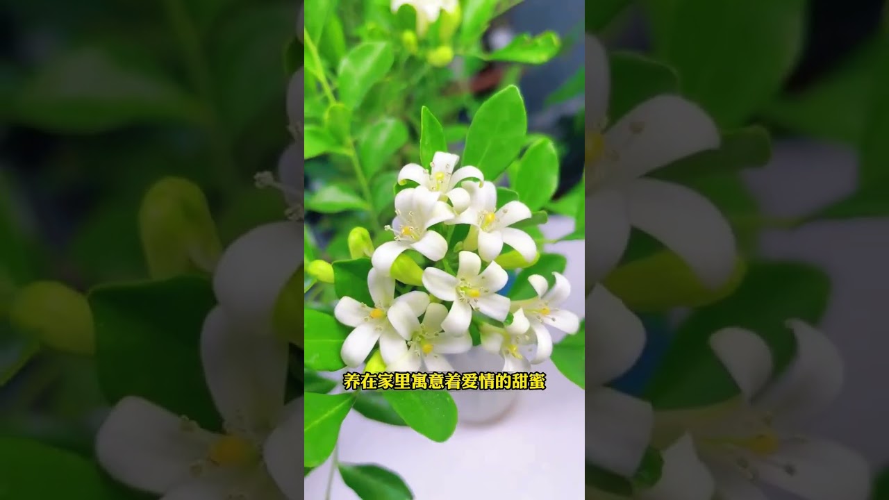 天氣越熱開花越多，一開花滿園都是花香味#花園生活 #花卉綠植 #九里香