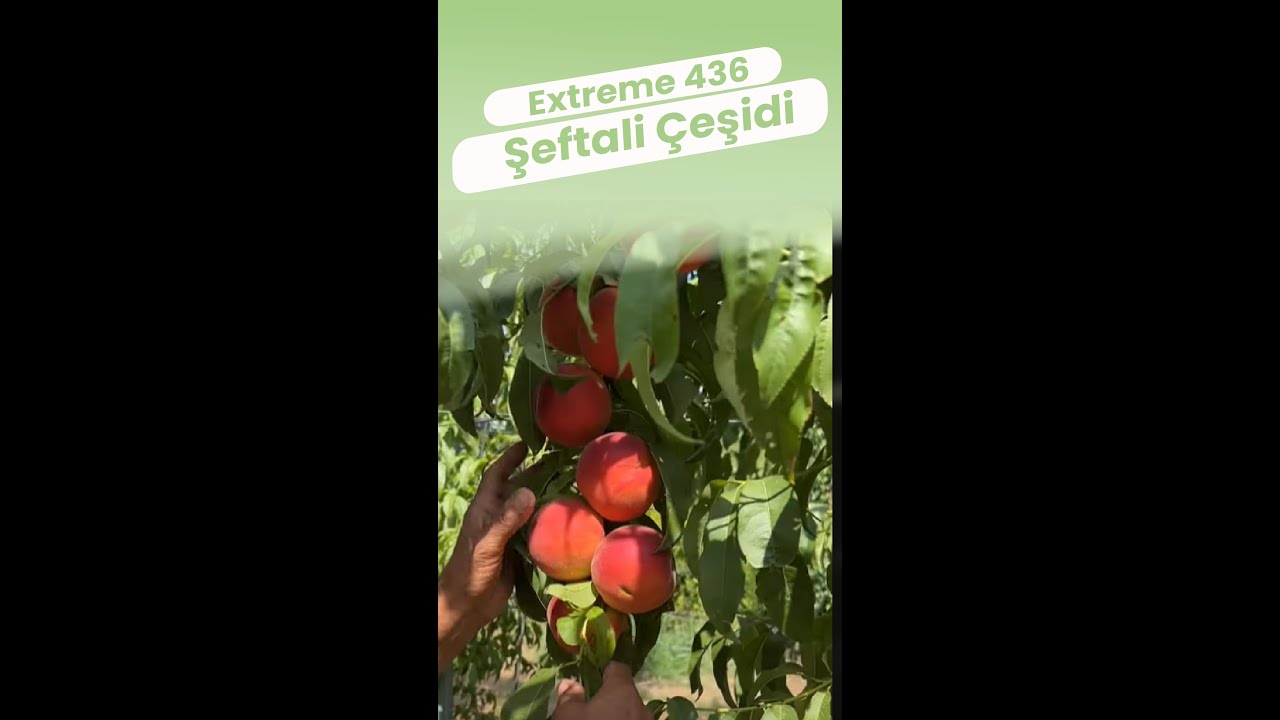 Extreme 436 şeftali çeşidi
