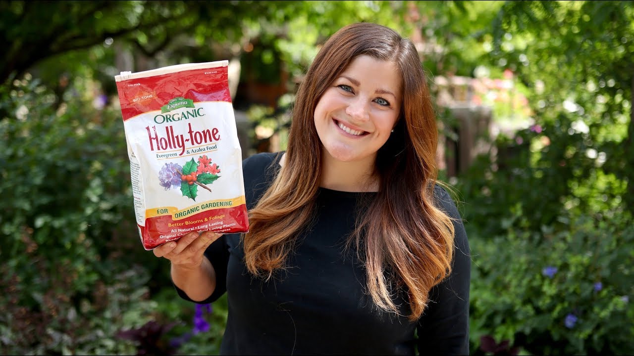 How to Use Holly-Tone Plant Food 🌸// Garden Answer