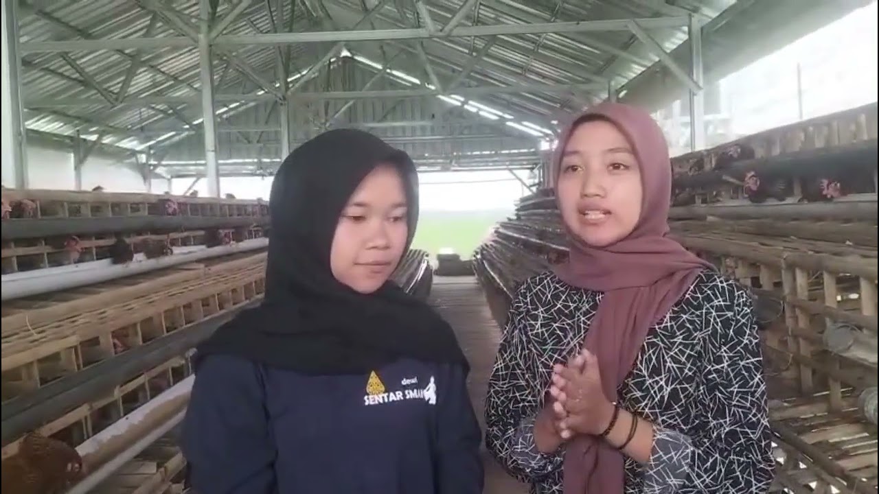 Tugas PKWU Observasi Budi Daya Peternakan Ayam | Dewi Tri Fatmawati | 11 | XII-G