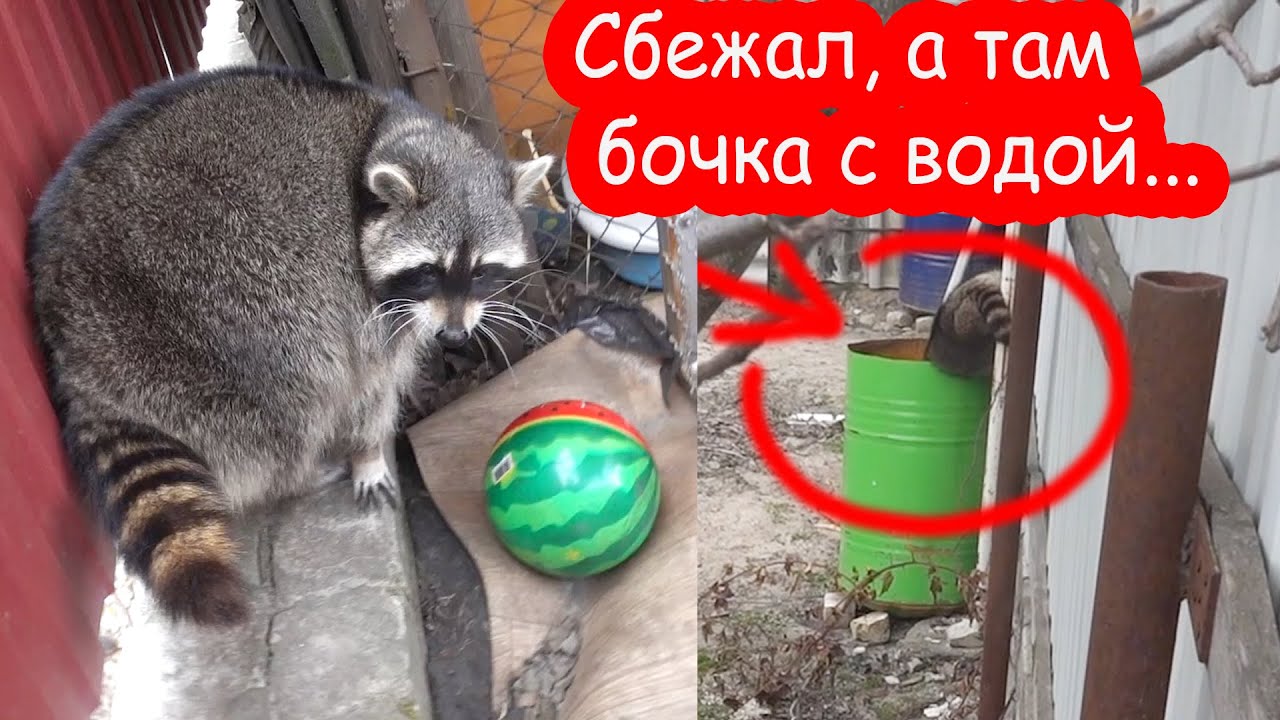 VLOG Лимон сбежал через дырку в заборе