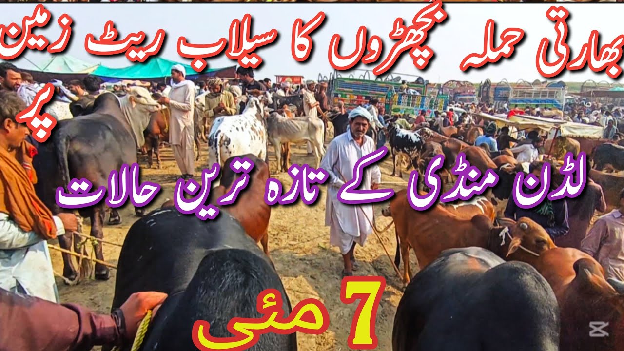 Luddan Mandi Latest Update || Qurbani 2025 Price In Pakistan || Sahiwal Cholistani Bachra