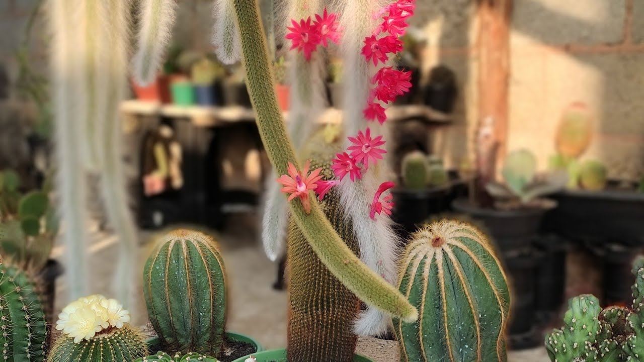 #raboderatocomflor#rebutia#cacto#notocactus#floresdecactos Cactos Floridos parte 3