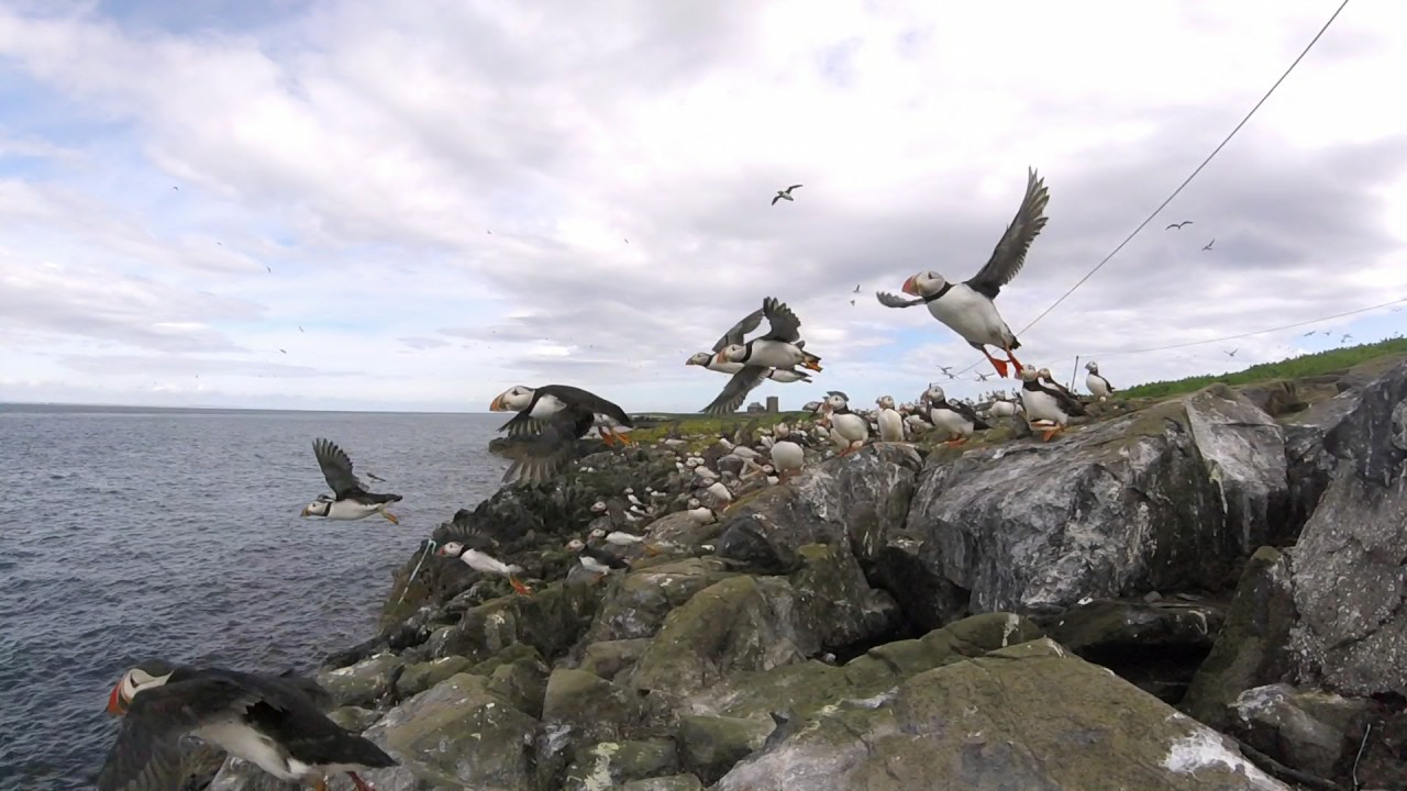 Puffins flying