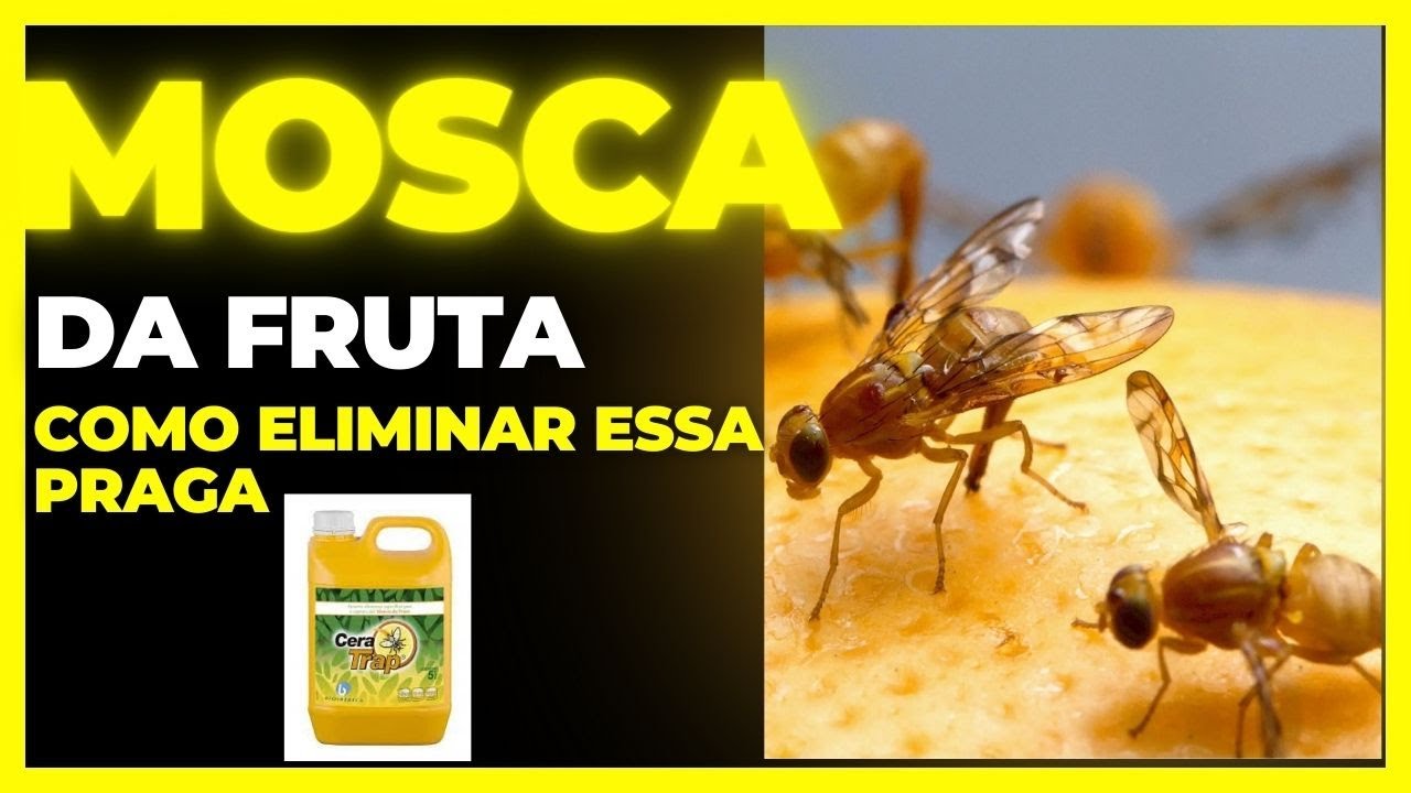 Armadilha Cera Trap para Captura da Mosca da Fruta #ArmadilhaCeraTrap  #MoscaDaFruta