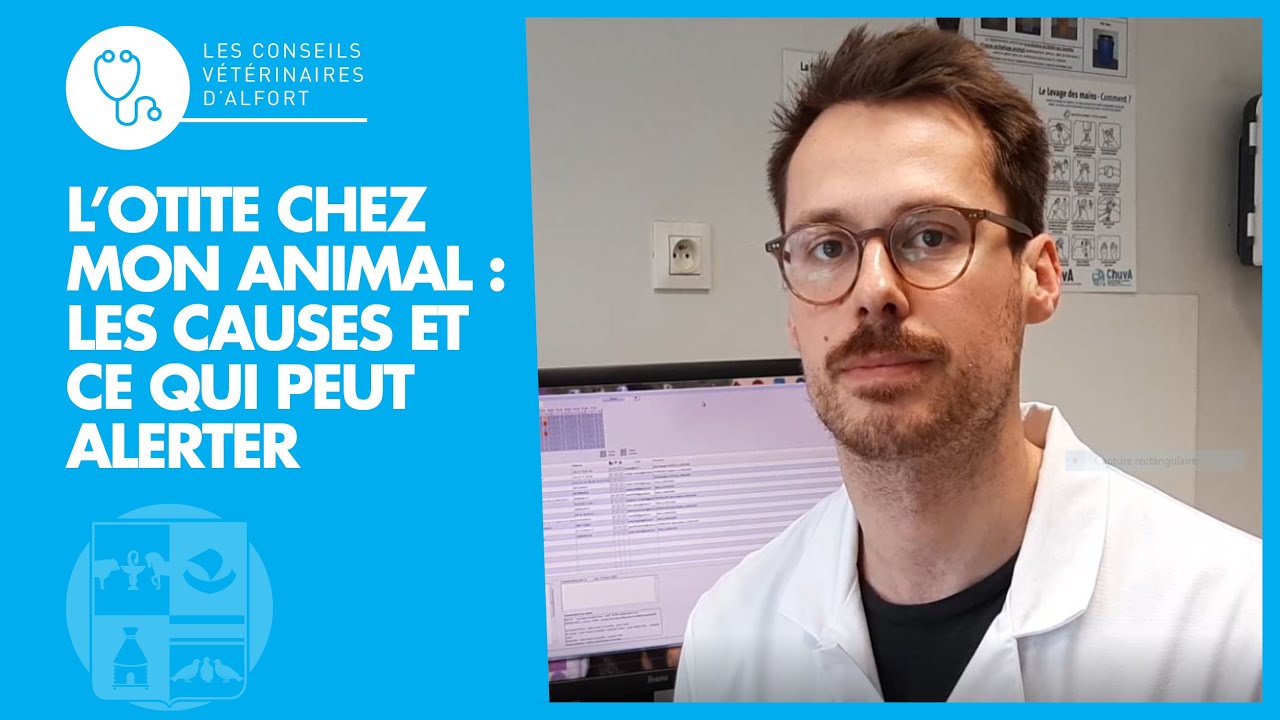 L'otite chez mon animal
