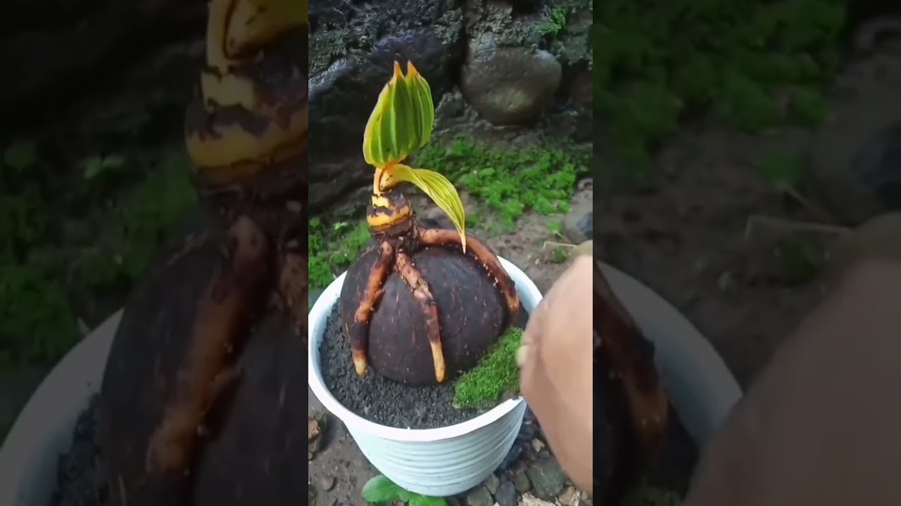 I'll teach you how to coconut bonsai tree at home fast and easy 01 #shorts