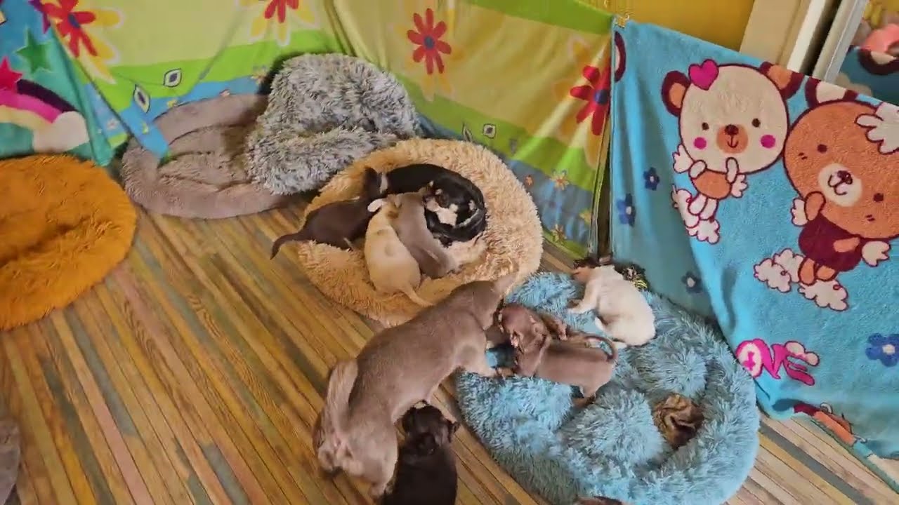 Сколько кормит мать  щенков?Что такое ложная щенность 👀Как я расстаюсь с щенкамиВ какие семьи 