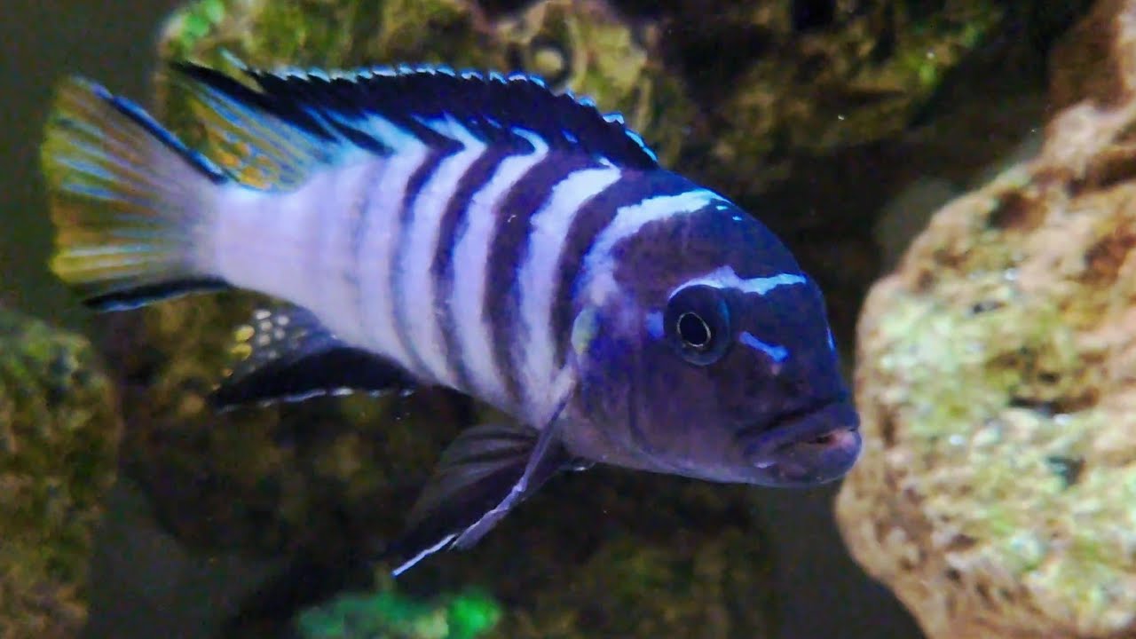 Pseudotropheus Elongatus Mpanga | African Cichlid Malawi Mbuna