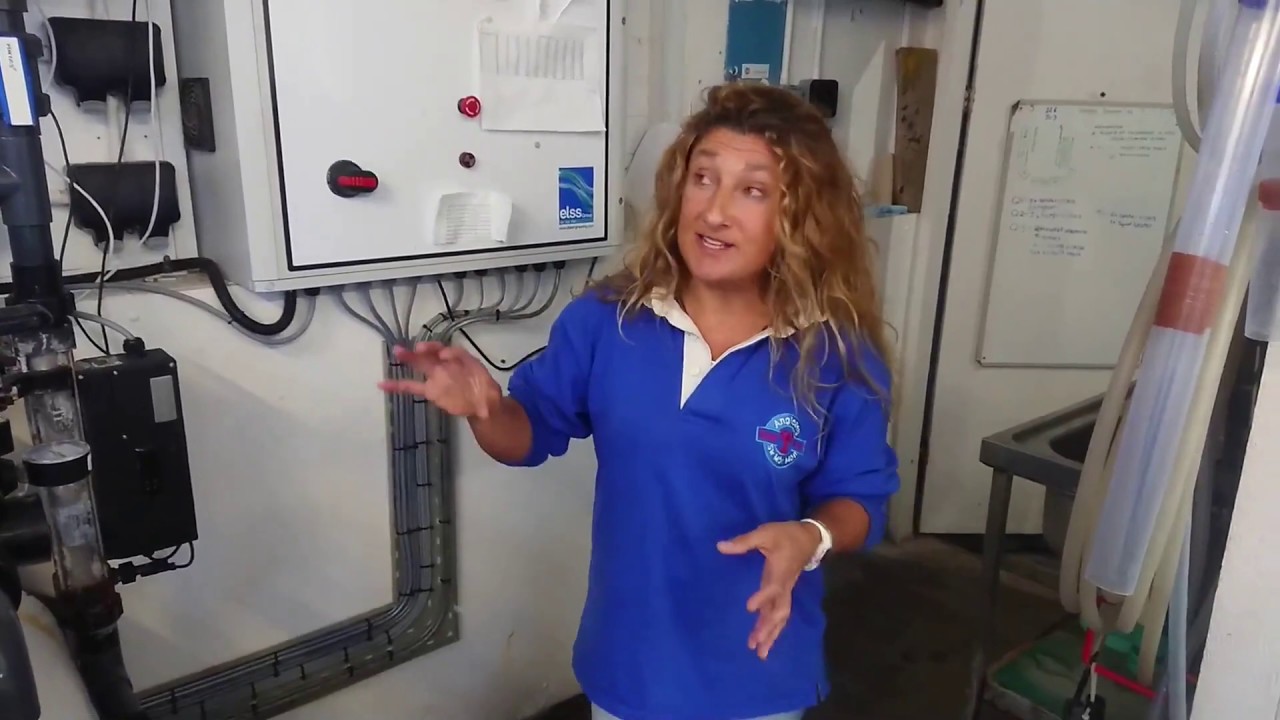 Behind the scenes of our seahorse breeding programme
