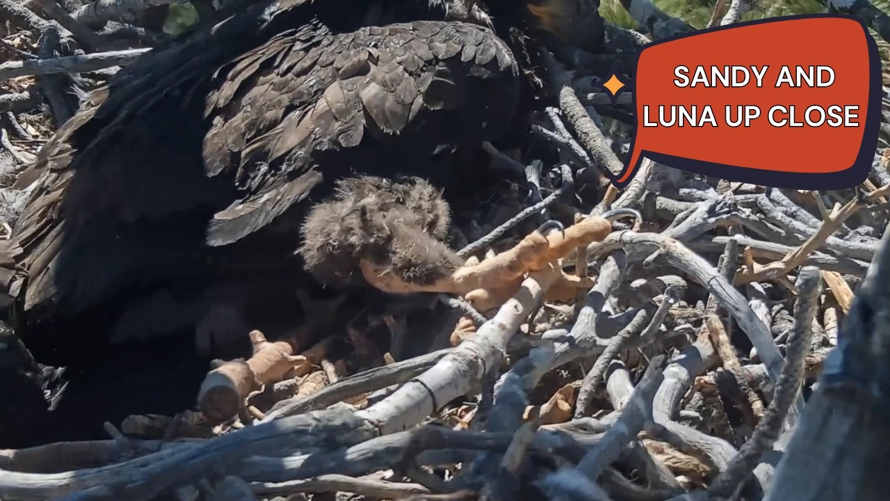 Sandy & Luna's Sweetest Moment &mdash; Sibling Beaky Kisses Up Close 😘💛 | FOBBV Big Bear Eagles 2026