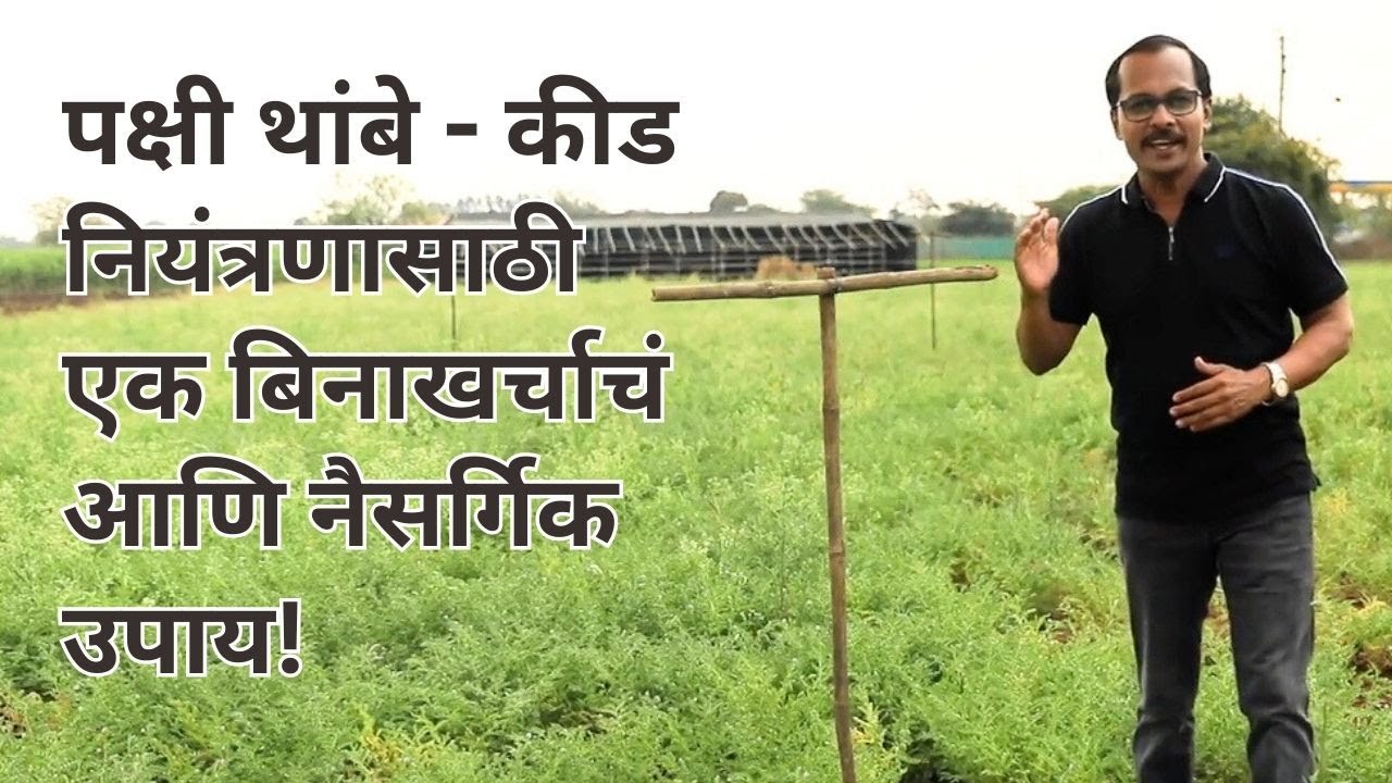 पक्षी थांबे - कसे बनवावेत + किती, कधी आणि कुठे लावावेत । पक्ष्यांचे महत्त्व | DIY - Bird Perches