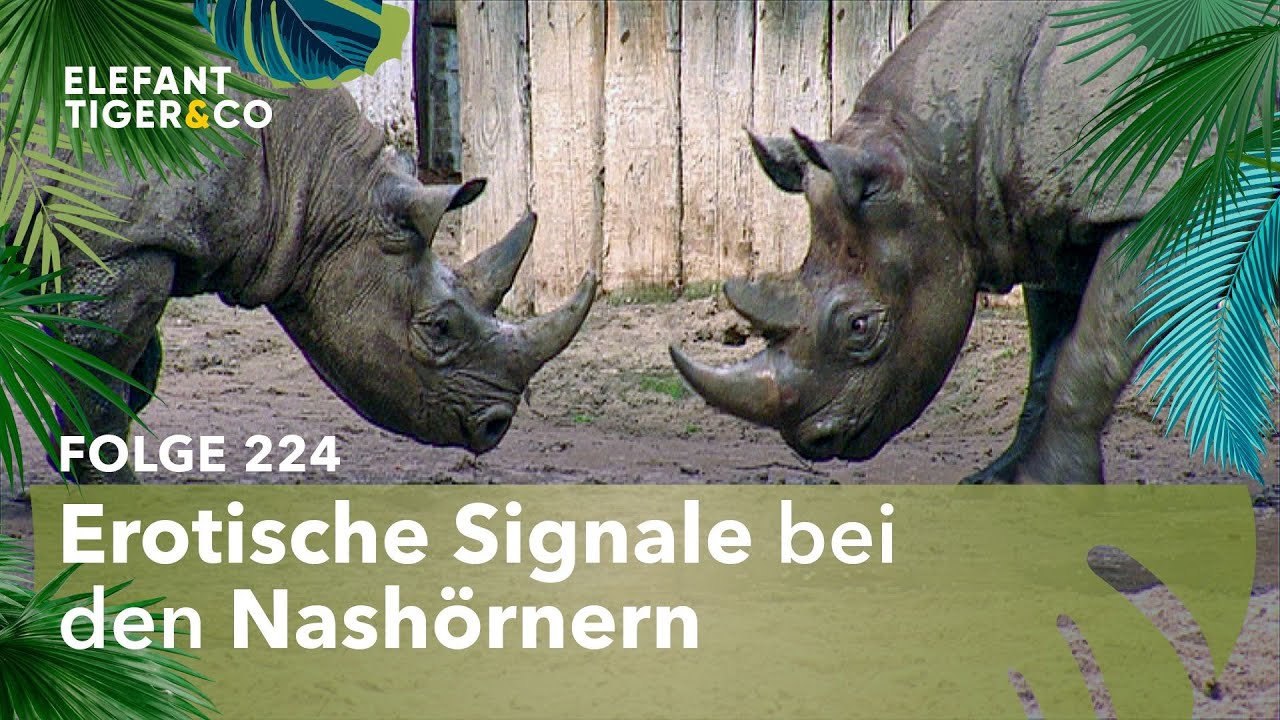 Hartes aber herzliches Liebesspiel der Nashörner (Folge 224) | Elefant, Tiger & Co. | MDR