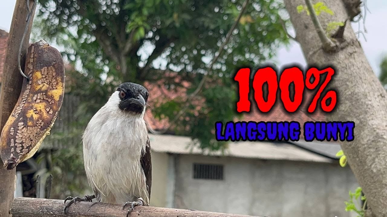 Suara Burung Kutilang Gacor KUTILANG RIBUT NGAMUK Ampuh untuk menaikkan Mental EMOSI Kutilang Lain 6