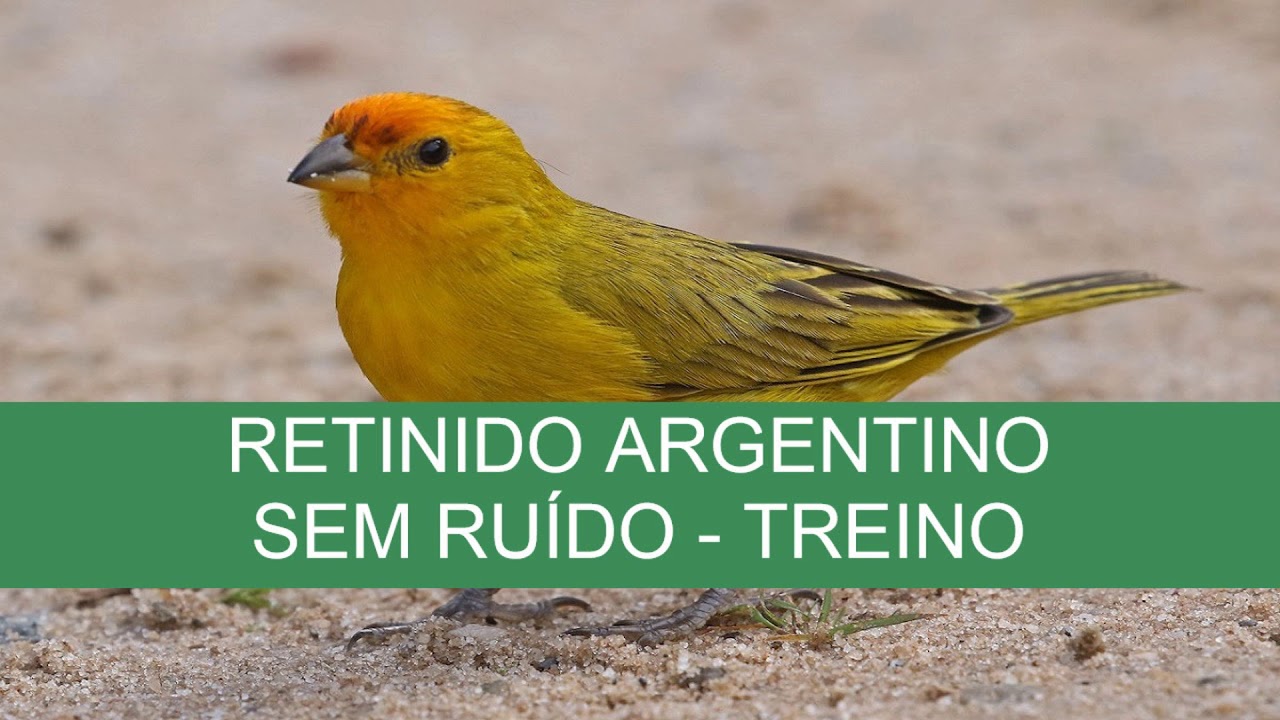 CANÁRIO RETINIDO ARGENTINO  - TREINO - SEM RUÍDO