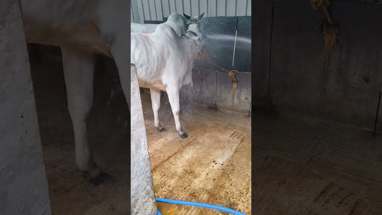 Top quality Ongole milk teeth heifer for sale @ 7013995429