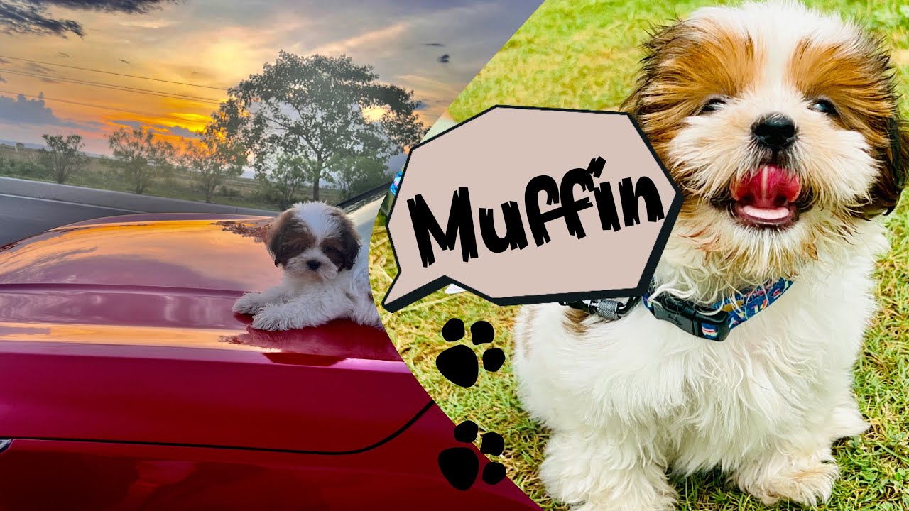 Road Tripping with My 2-Month-Old Shih Tzu Puppy: Unforgettable Adventures Await! 🐶 🐾