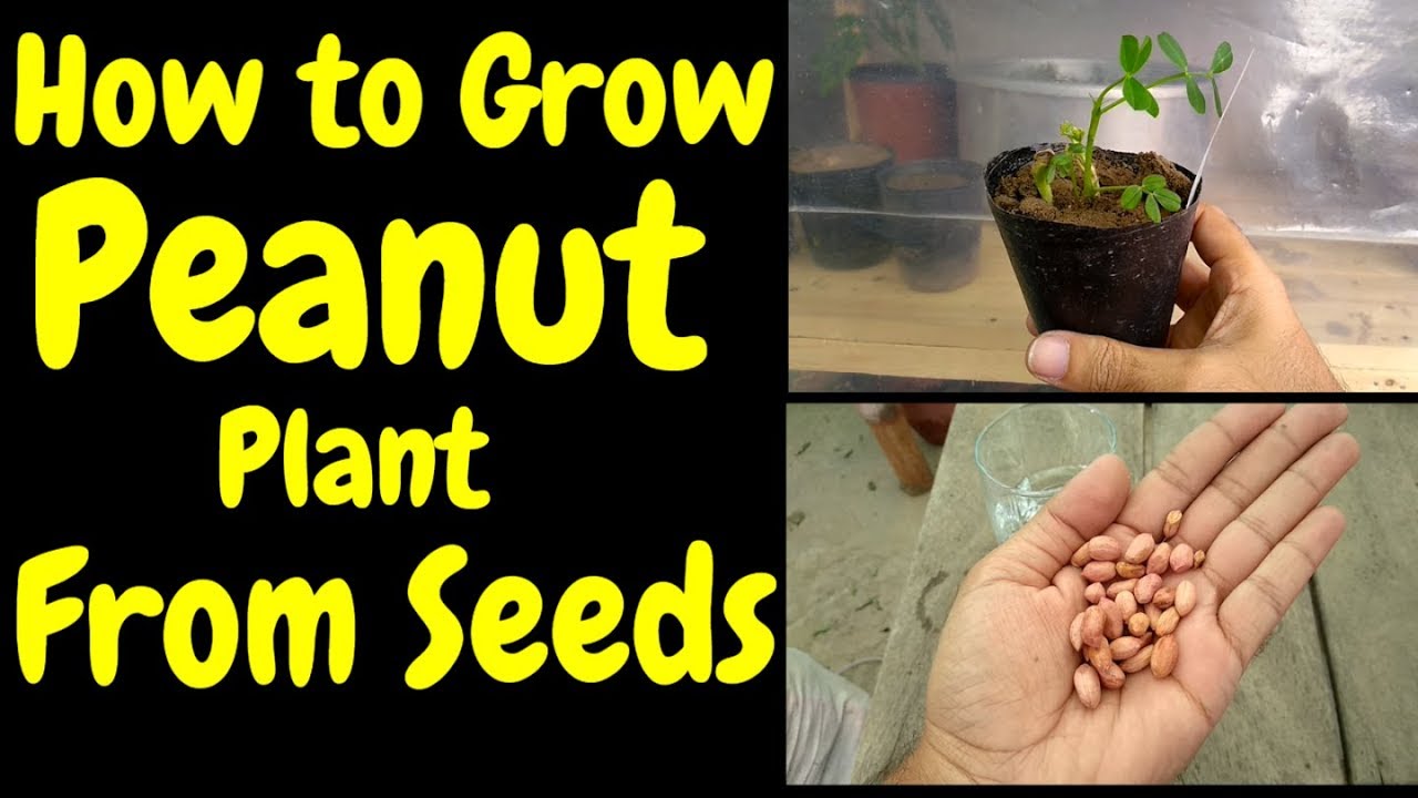 How to Grow Peanut Plant From Seed | Moongphali Ko Kis Trha Grow Krain