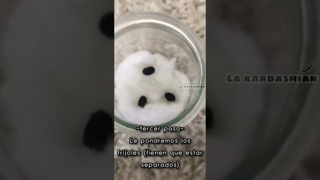 Como germinar frijoles 🫶🏼😻