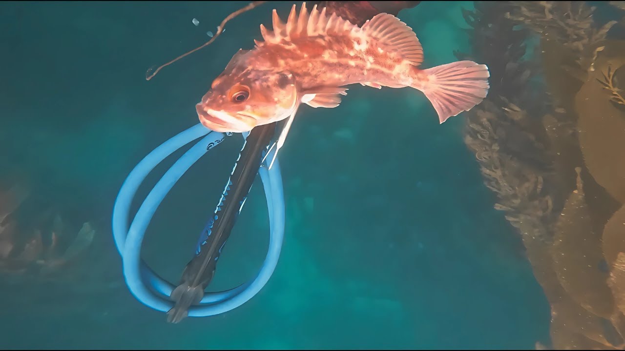 Shot my first rockfish spearfishing on the California Central Coast
